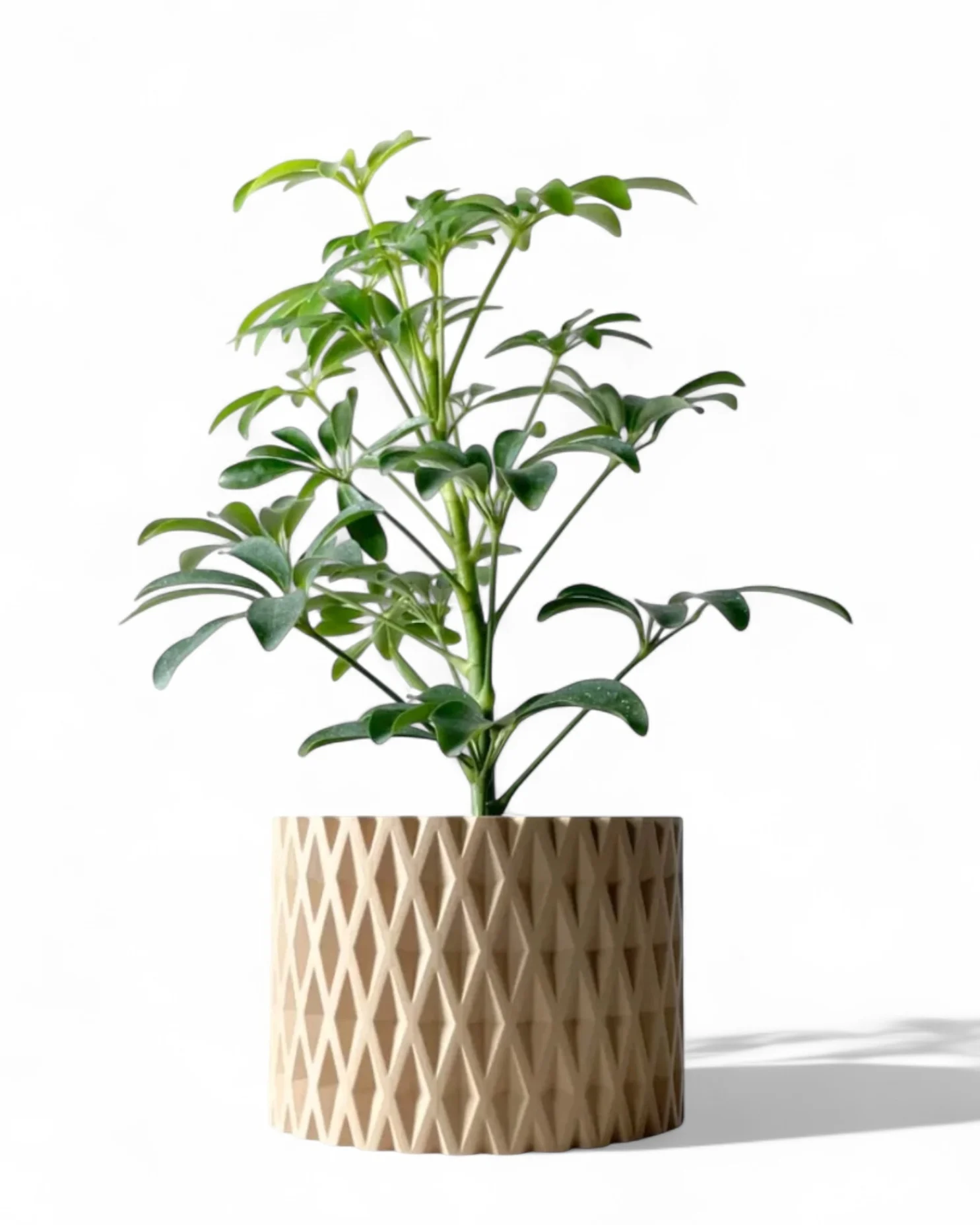 Solace Planter